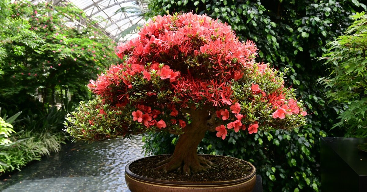 Satsuki Azalea Bonsai Masterclass with Peter Warren | Longwood Gardens